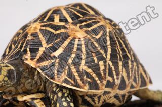 Turtle shell reference 0001